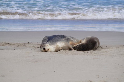 2-Day Kangaroo Island Tour From Adelaide - Southport Accommodation 18