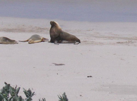 2-Day Kangaroo Island Tour From Adelaide - Southport Accommodation 21