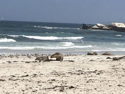 2-Day Kangaroo Island Tour From Adelaide - Southport Accommodation 4