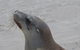 2-Day Kangaroo Island Tour From Adelaide - thumb 9