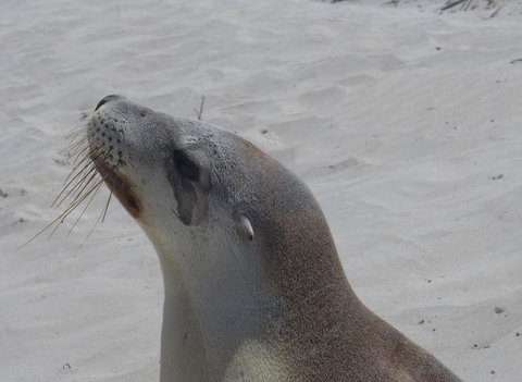 2-Day Kangaroo Island Tour From Adelaide - Southport Accommodation 9