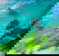 Half-Day Sea Lion Snorkeling Tour from Port Lincoln - Accommodation Southport