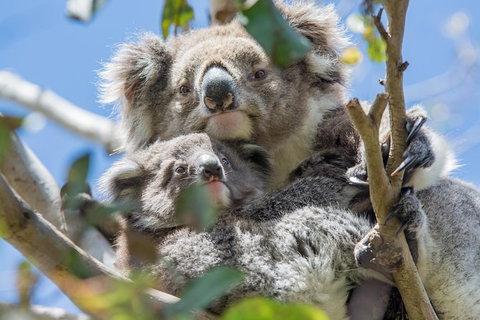 3-Day Adelaide To Melbourne Overland Trip Through Grampians And Great Ocean Road - Southport Accommodation 3