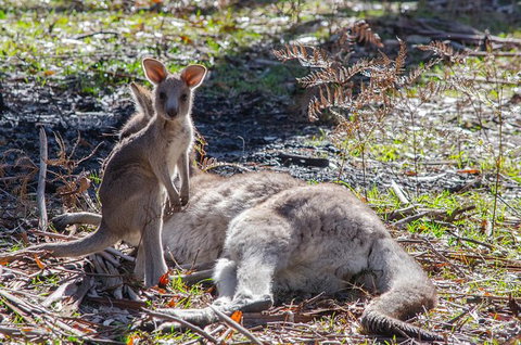 3-Day Adelaide To Melbourne Overland Trip Through Grampians And Great Ocean Road - Southport Accommodation 10