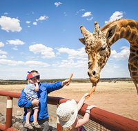 Giraffe Safari and a day at Monarto Safari Park