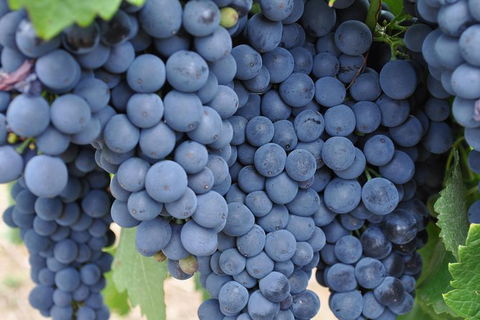 Adelaide Hills Day Tour. Winery Cellar Doors - Southport Accommodation 7