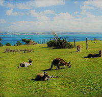 Fleurieu Explorer - Full-Day Tour
