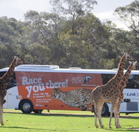 Monarto Safari Park Bus transfers from Adelaide City