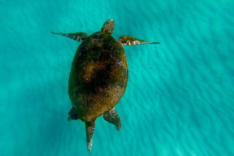 Moreton Island Day Trip (Kayak, Snorkel & Sandboard) Frm Brisbane Or Gold Coast - Southport Accommodation 9