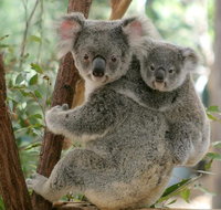 Lone Pine Koala Sanctuary Day Pass - Southport Accommodation