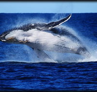 Whale Watching Cruise from Redcliffe Brisbane or the Sunshine Coast - Southport Accommodation