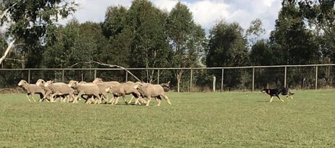 Lone Pine Koala Sanctuary Admission With Brisbane River Cruise - Accommodation Southport 14