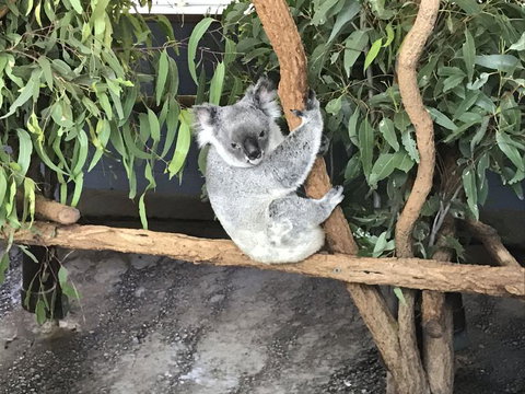 Lone Pine Koala Sanctuary Admission With Brisbane River Cruise - Accommodation Southport 21
