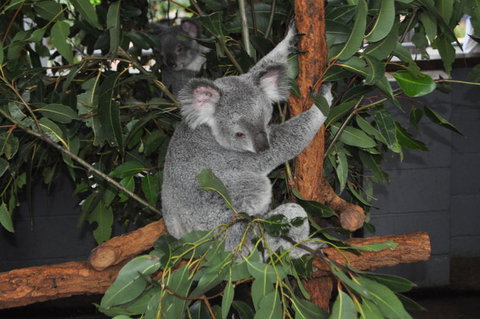 Lone Pine Koala Sanctuary Admission With Brisbane River Cruise - Accommodation Southport 6