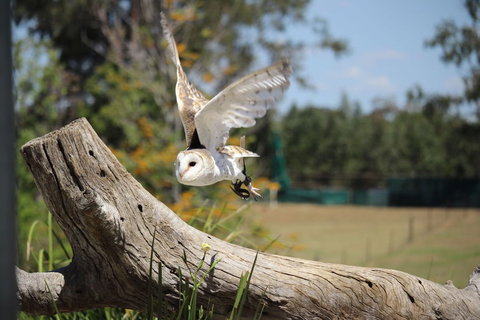 Lone Pine Koala Sanctuary Admission With Brisbane River Cruise - Accommodation Southport 25