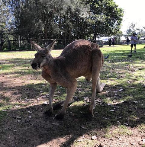 Lone Pine Koala Sanctuary Admission With Brisbane River Cruise - Accommodation Southport 15