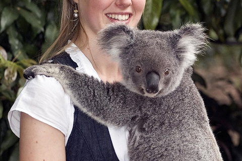 Lone Pine Koala Sanctuary Admission With Brisbane River Cruise - Accommodation Southport 1