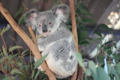Lone Pine Koala Sanctuary Admission With Brisbane River Cruise - Accommodation Southport 9