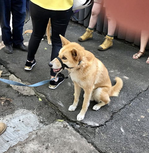 Lone Pine Koala Sanctuary Admission With Brisbane River Cruise - Accommodation Southport 22