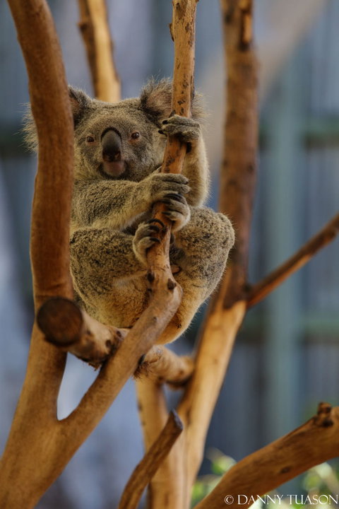 Lone Pine Koala Sanctuary Admission With Brisbane River Cruise - Accommodation Southport 24