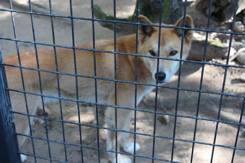 Lone Pine Koala Sanctuary Admission With Brisbane River Cruise - Accommodation Southport 10