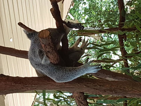 Lone Pine Koala Sanctuary Admission With Brisbane River Cruise - Accommodation Southport 2
