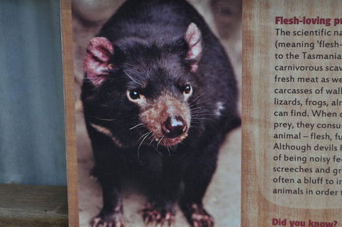 Lone Pine Koala Sanctuary Admission With Brisbane River Cruise - Accommodation Southport 4