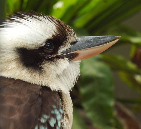 Lone Pine Koala Sanctuary Admission With Brisbane River Cruise - Accommodation Southport 23