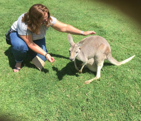 Lone Pine Koala Sanctuary Admission With Brisbane River Cruise - Accommodation Southport 13