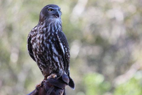 Lone Pine Koala Sanctuary Admission With Brisbane River Cruise - Accommodation Southport 11