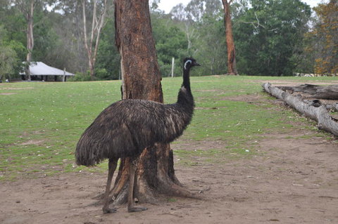 Lone Pine Koala Sanctuary Admission With Brisbane River Cruise - Accommodation Southport 5
