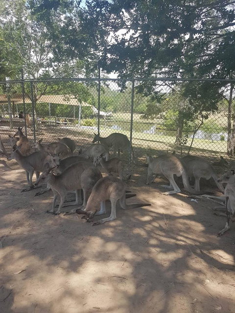 Lone Pine Koala Sanctuary Admission With Brisbane River Cruise - Accommodation Southport 18