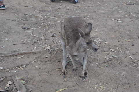 Lone Pine Koala Sanctuary Admission With Brisbane River Cruise - Accommodation Southport 3