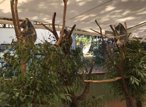 Lone Pine Koala Sanctuary Admission With Brisbane River Cruise - Accommodation Southport 16