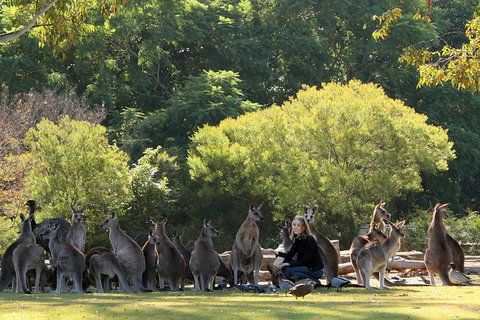 Lone Pine Koala Sanctuary Admission With Brisbane River Cruise - Accommodation Southport 27