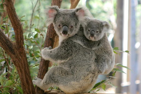 Lone Pine Koala Sanctuary Admission With Brisbane River Cruise - Accommodation Southport 28