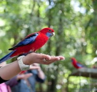 Springbrook National Park Discovery Full-Day Bushwalking Tour - Southport Accommodation