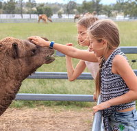 Camel Farm Deluxe Experience - Southport Accommodation