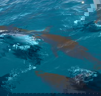 Fraser Island  Dolphin Sailing Adventure - Accommodation Southport