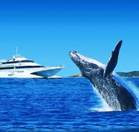 Tangalooma Island Resort Dolphin Viewing Day Cruise with Whale Watching - Southport Accommodation
