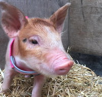 2hr Animal Tour - Southport Accommodation