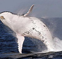Whale Watching and Surfers Paradise Day Trip from Brisbane - Southport Accommodation