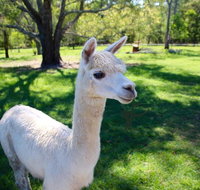 Half Day Animal Tour - Southport Accommodation