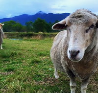 Trevena Glen Farm Animal Experience - Southport Accommodation