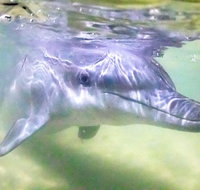 Premium Dolphin Feeding Day Cruise to Tangalooma Island Resort on Moreton Island - Southport Accommodation