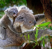 Koalas Kangaroos  Mt Coot-tha Scenic Views Private Tour with Local Guide - Southport Accommodation
