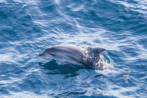 All Inclusive Dolphin And Tangalooma Wrecks Cruise Departing Gold Coast - Southport Accommodation 7