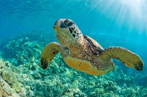 All Inclusive Dolphin And Tangalooma Wrecks Cruise Departing Gold Coast - Southport Accommodation 10