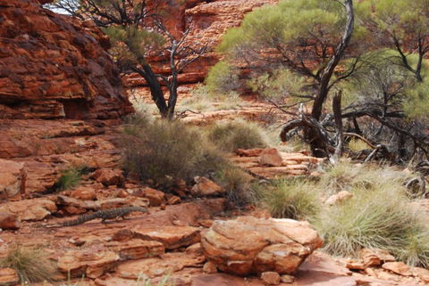 Kings Canyon Day Trip From Ayers Rock - Accommodation Southport 24
