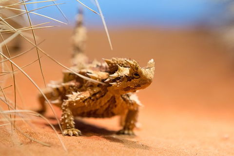 Alice Springs Desert Park General Entry Ticket - Southport Accommodation 8